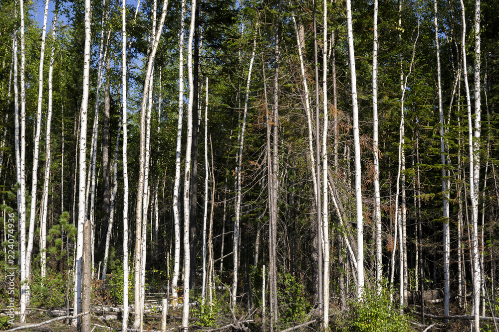 Fototapeta premium Birch trees in bright sunshine in late summer. Trees in a forest. birch trees trunks - black and white natural background. birch forest in sunlight in the morning.