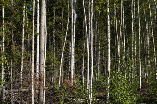 Birch trees in bright sunshine in late summer. Trees in a forest. birch trees trunks - black and white natural background. birch forest in sunlight in the morning.