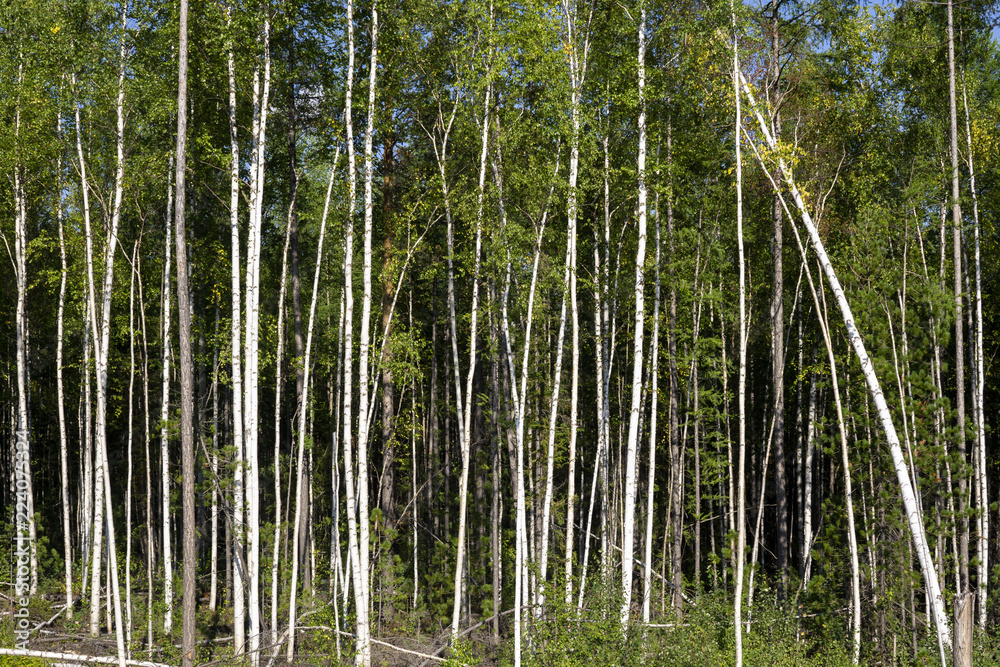 Birch trees in bright sunshine in late summer. Trees in a forest. birch trees trunks - black and white natural background. birch forest in sunlight in the morning. Birch trees in bright sunshine in late summer. Trees in a forest. birch trees trunks - black and white natural background. birch forest in sunlight in the morning.