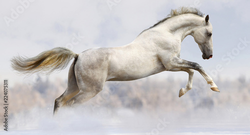 Fotografia white horse jumping