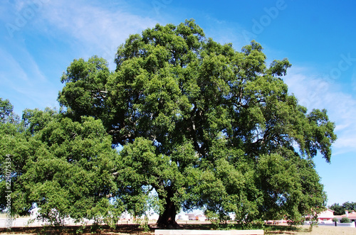 the largest and oldest cork oak in the world, Aguas de Moura, Portugal photo