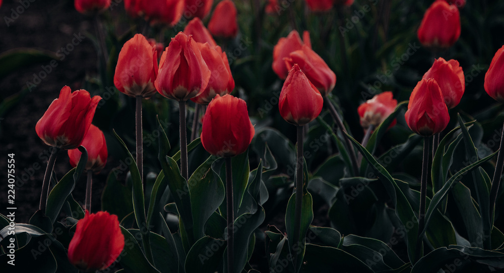 red tulips in the garden red tulips in the garden