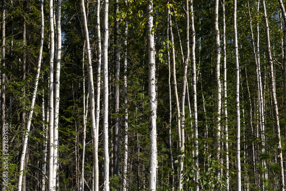Fototapeta premium Birch trees in bright sunshine in late summer. Trees in a forest. birch trees trunks - black and white natural background. birch forest in sunlight in the morning.