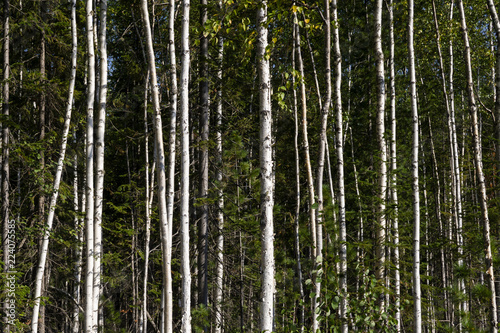 Fototapeta Naklejka Na Ścianę i Meble -  Birch trees in bright sunshine in late summer. Trees in a forest. birch trees trunks - black and white natural background. birch forest in sunlight in the morning.