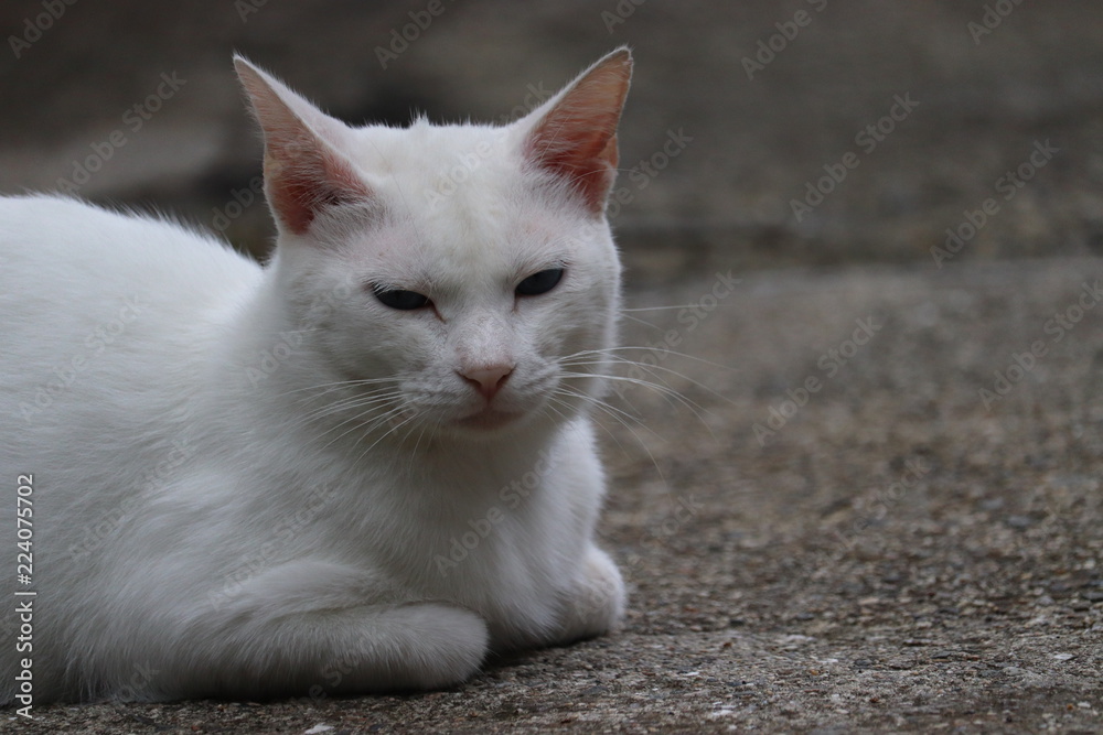 くつろぐ白い猫