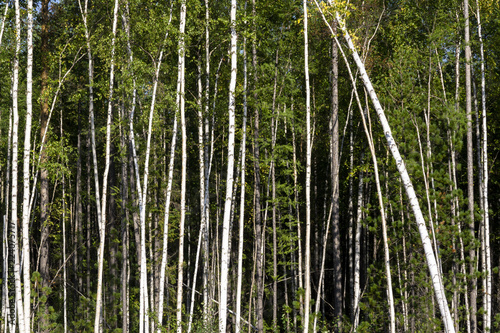 Birch trees in bright sunshine in late summer. Trees in a forest. birch trees trunks - black and white natural background. birch forest in sunlight in the morning.
