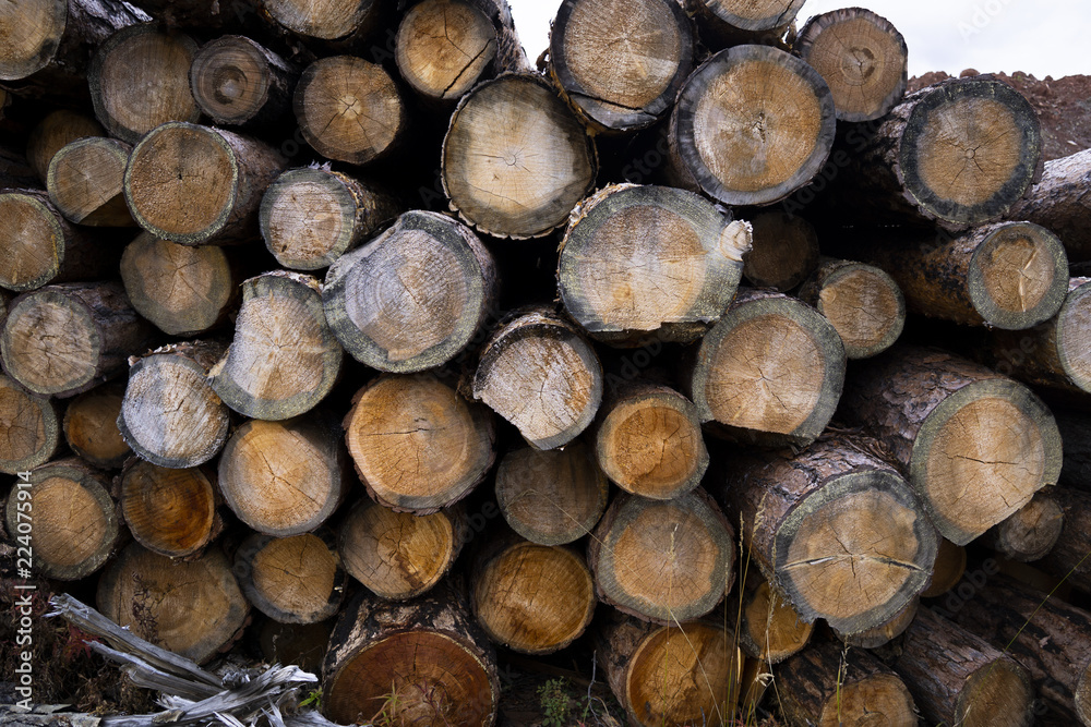 stump of tree felled - section of the trunk with annual rings. tree stumps background. cross section log texture