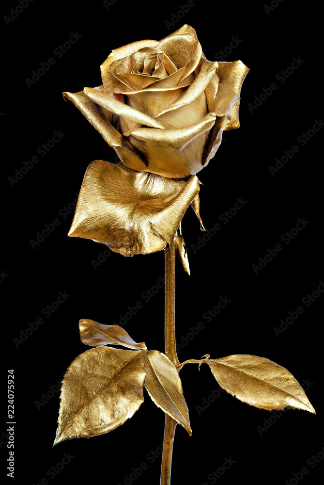 Tuyển Chọn 800+ Gold rose on black background Màu Đen Cổ Điển