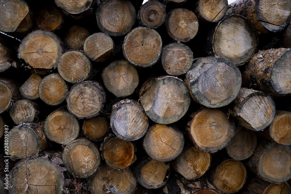 stump of tree felled - section of the trunk with annual rings. tree stumps background. cross section log texture stump of tree felled - section of the trunk with annual rings. tree stumps background. cross section log texture