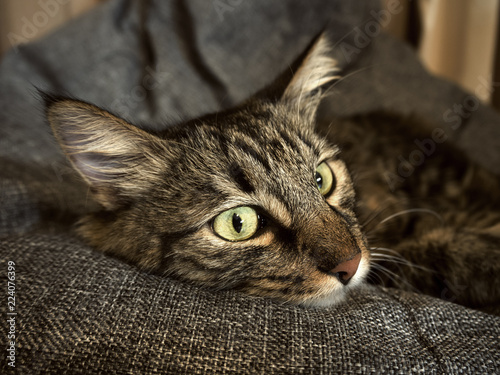 Cat lying gray chair bag © jockermax3d