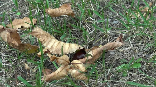 Chestnuts falling to the grass