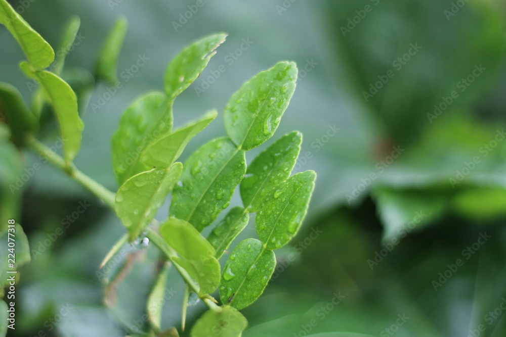 Dew drops on green leafs in the morning. Dew drops on green leafs in the morning.