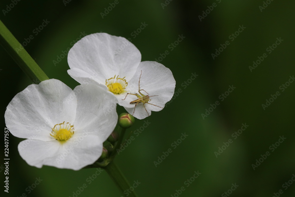 Small grey spider on white flower on green background