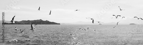 A flock of birds over the water. Black and white landscape with birds and water. Seagulls over Lake Baikal
