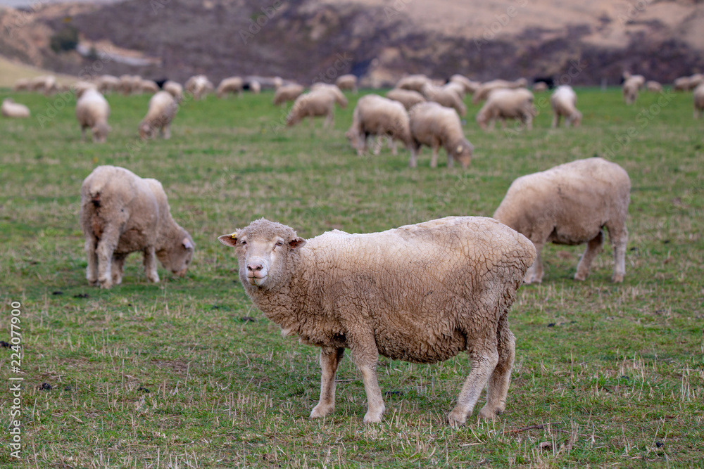 A merino ewe looks up from grazing in a field on a high country farm in New Zealand A merino ewe looks up from grazing in a field on a high country farm in New Zealand