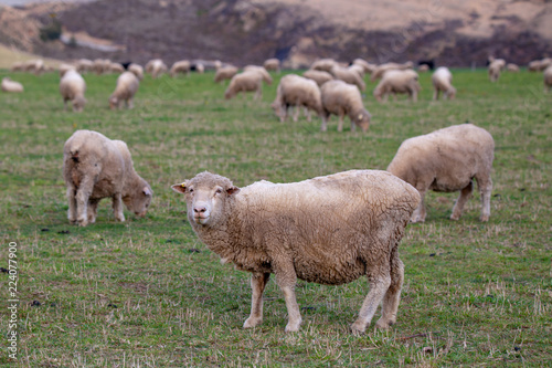 A merino ewe looks up from grazing in a field on a high country farm in New Zealand