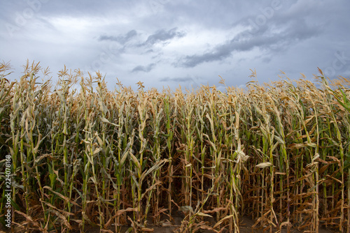 Corn Stalk Field (1810242BFND8)