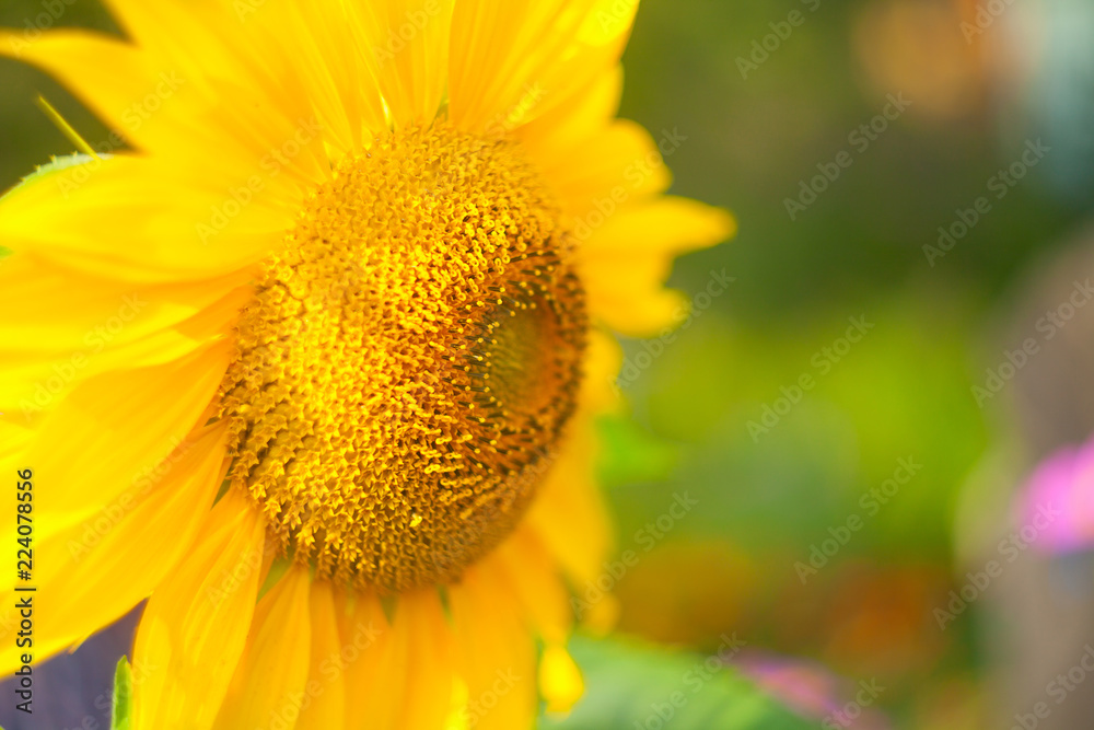 ripe yellow sunflower swings in background image ripe yellow sunflower swings in background image