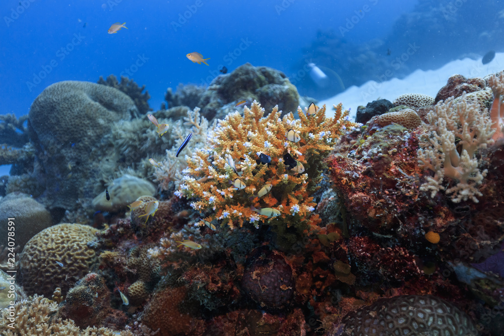 Fototapeta premium Palau Diving - Dascyllus reticulatus