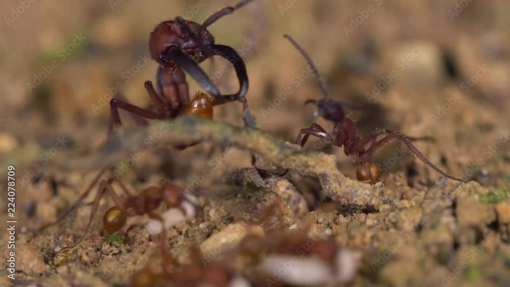Soldier with enormous mandibles guarding a trail of Army Ants (Eciton sp.) on a raid for hymenopteran larvae on the rainforest floor in the Ecuadorian Amazon. In slow motion. Soldier with enormous mandibles guarding a trail of Army Ants (Eciton sp.) on a raid for hymenopteran larvae on the rainforest floor in the Ecuadorian Amazon. In slow motion.