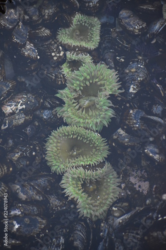 Sea anemone in tide pool