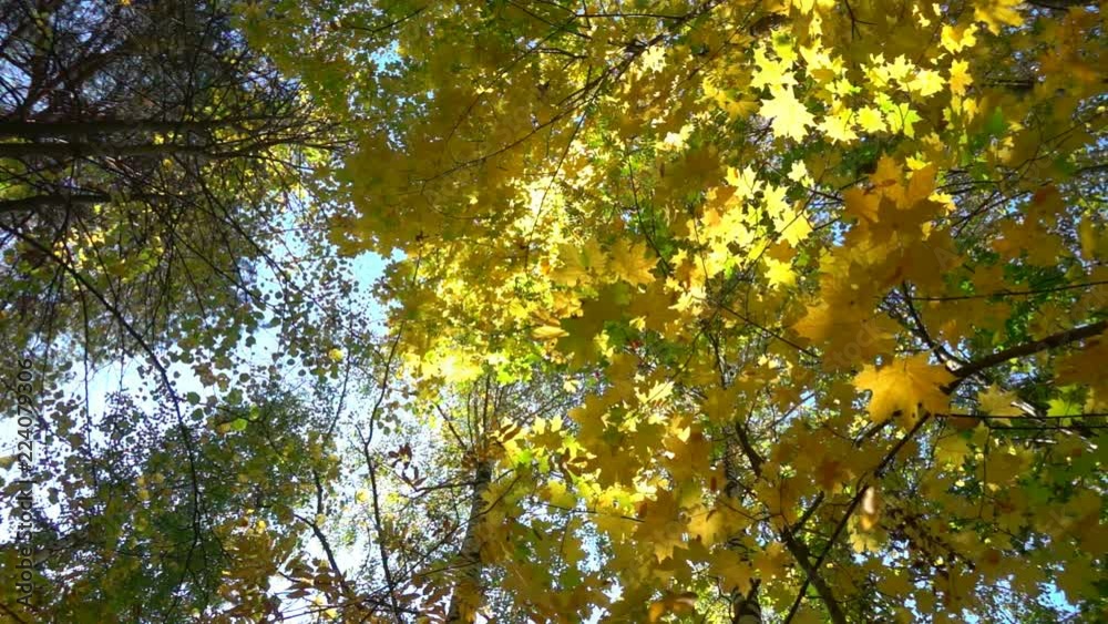 Deciduous forests in warm sunny weather, dried leaves fall from trees slow motion Deciduous forests in warm sunny weather, dried leaves fall from trees slow motion