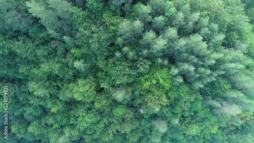 aerial view on a wild mountains  pinetree forest on beautiful sunrise