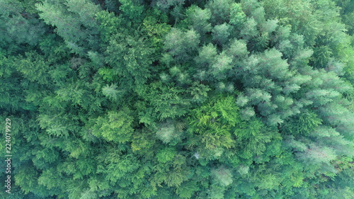 aerial view on a wild mountains pinetree forest on beautiful sunrise