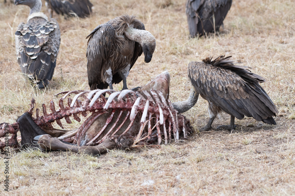 Fototapeta premium African white-backed vulture in Masai Mara, Kenya.