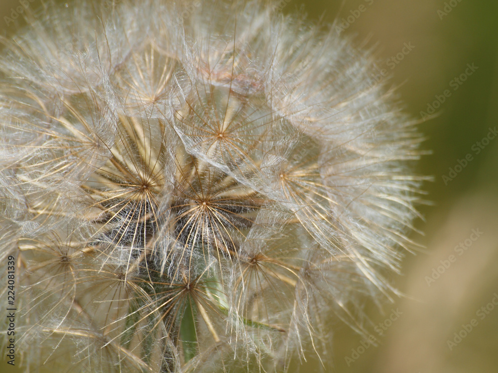 Obraz premium dandelion on a background