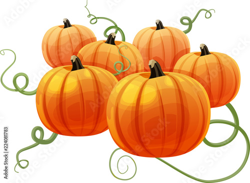 Group of pumpkins with vines in background. Isolated vector illustration.