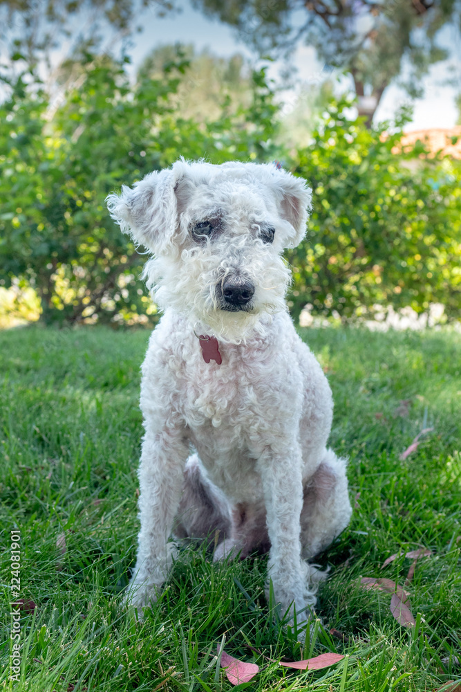 White miniture poodle sits outside on grass.