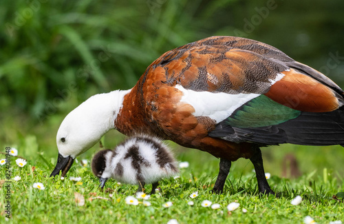 Australian shelduck and chick