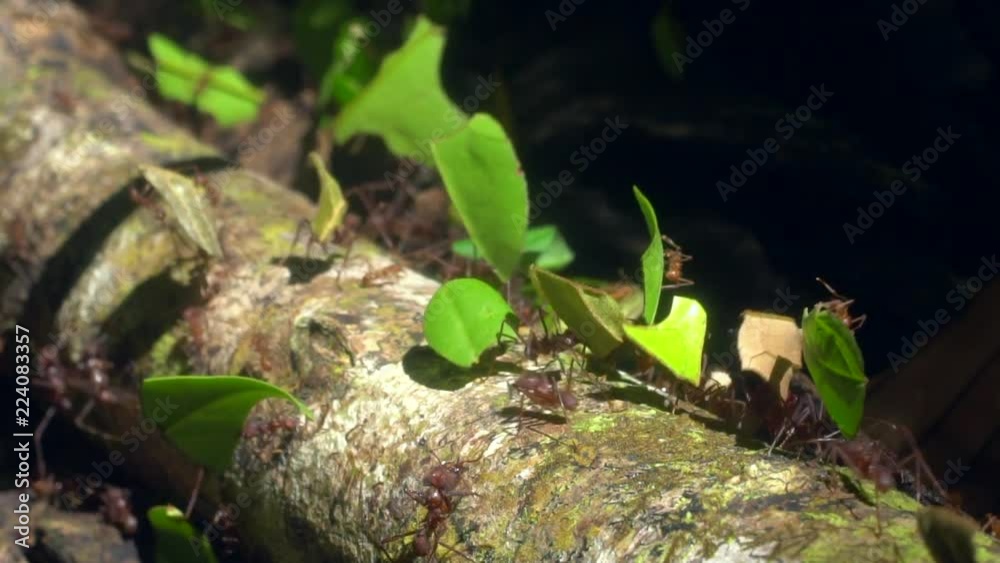 Slow motion of Leaf Cutter Ants (Atta sp.) carrying pieces of leaves along a branch. The leaves are taken to the nest to cultivate a fungus garden on which the ants feed. Slow motion of Leaf Cutter Ants (Atta sp.) carrying pieces of leaves along a branch. The leaves are taken to the nest to cultivate a fungus garden on which the ants feed.