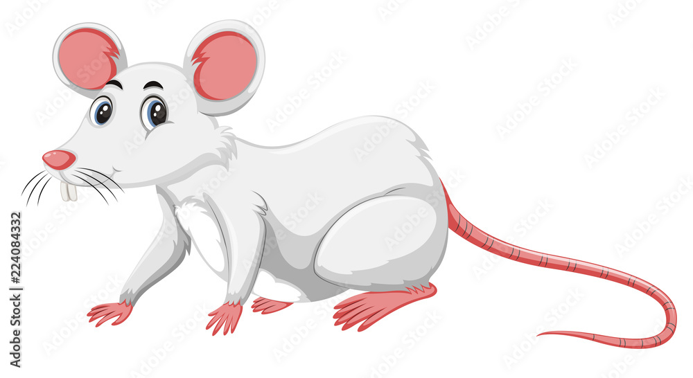 A white rat on white background A white rat on white background