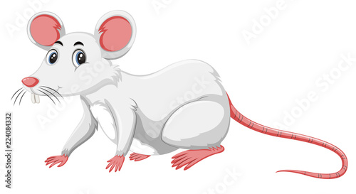 A white rat on white background