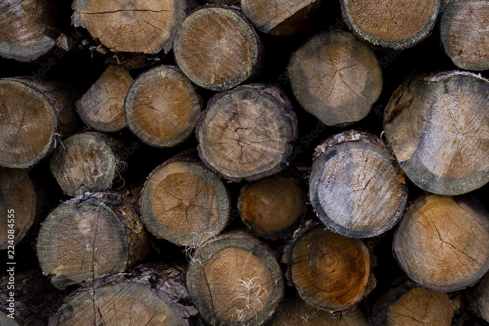 stump of tree felled - section of the trunk with annual rings. tree stumps background. cross section log texture