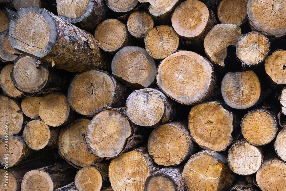 stump of tree felled - section of the trunk with annual rings. tree stumps background. cross section log texture stump of tree felled - section of the trunk with annual rings. tree stumps background. cross section log texture