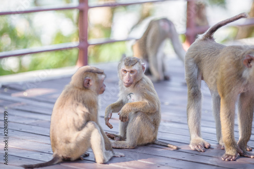 The background of monkeys, monkeys, food lovers, blurred backgrounds, which come from the swiftness of wildlife, often seen in mountains, zoos, or tourist attractions.