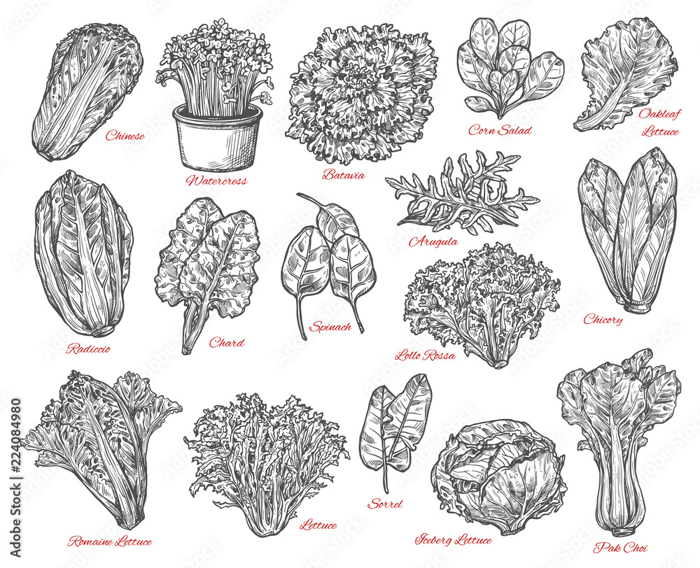 Salad leaves and vegetable vector sketches - obrazy, fototapety, plakaty 