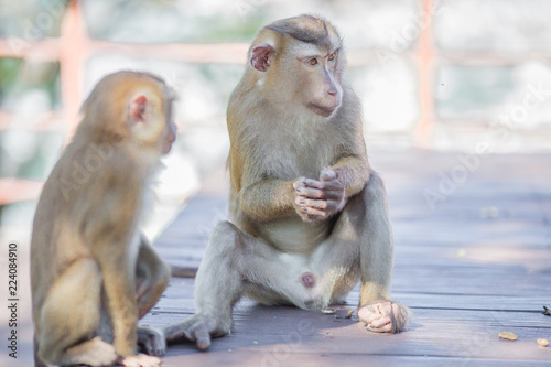 The background of monkeys, monkeys, food lovers, blurred backgrounds, which come from the swiftness of wildlife, often seen in mountains, zoos, or tourist attractions.