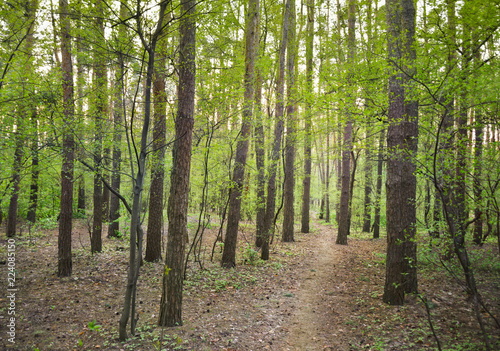 Path through mixed pine and leafy forest putting forth in spring time © olenaari