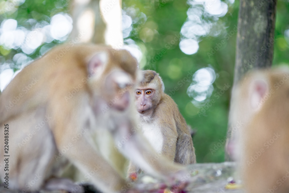 Naklejka premium The background of monkeys, monkeys, food lovers, blurred backgrounds, which come from the swiftness of wildlife, often seen in mountains, zoos, or tourist attractions.