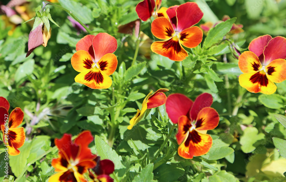 Yellow and red pansy flowers Yellow and red pansy flowers