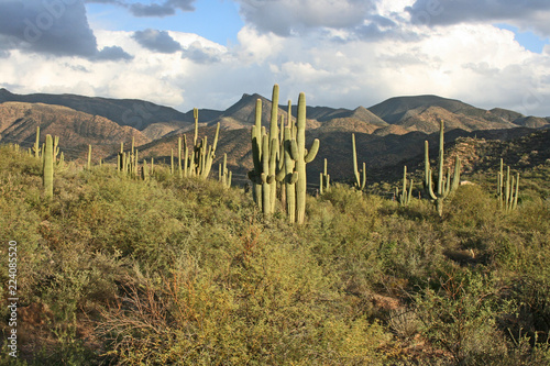 Landscape of Apache Trail, Arizona photo