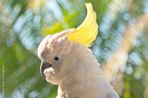 Sulphur crested cockatoo closeup  photo