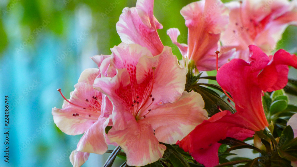 Fototapeta premium Pink flower azalea