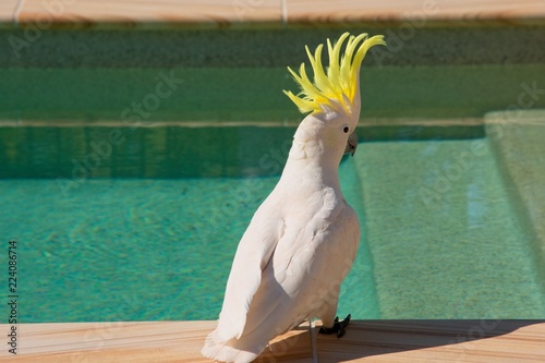 Sulphur crested cockatoo sitting by the swimming pool