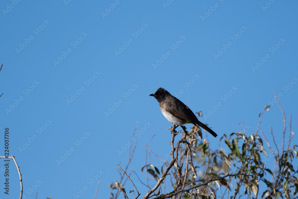 Common bulbul in Masai Mara, Kenya. Common bulbul in Masai Mara, Kenya.