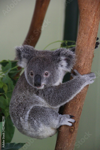 Fototapeta Naklejka Na Ścianę i Meble -  Koala in Sydney Australia